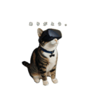ねこのチビと仲間たち（個別スタンプ：1）