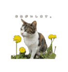 ねこのチビと仲間たち（個別スタンプ：2）