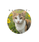 ねこのチビと仲間たち（個別スタンプ：3）