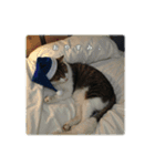 ねこのチビと仲間たち（個別スタンプ：6）