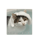 ねこのチビと仲間たち（個別スタンプ：10）