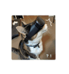 ねこのチビと仲間たち（個別スタンプ：12）
