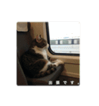 ねこのチビと仲間たち（個別スタンプ：15）