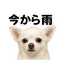 リアルでかわいい天気チワワ｜毎日使える（個別スタンプ：6）
