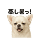 リアルでかわいい天気チワワ｜毎日使える（個別スタンプ：9）