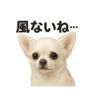 リアルでかわいい天気チワワ｜毎日使える（個別スタンプ：10）