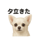 リアルでかわいい天気チワワ｜毎日使える（個別スタンプ：11）