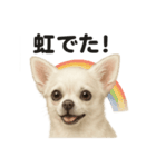 リアルでかわいい天気チワワ｜毎日使える（個別スタンプ：12）