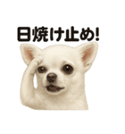 リアルでかわいい天気チワワ｜毎日使える（個別スタンプ：13）