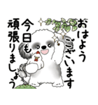 B＆Wシーズー犬 2025 「丁寧語・気遣い」（個別スタンプ：1）