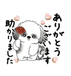 B＆Wシーズー犬 2025 「丁寧語・気遣い」（個別スタンプ：12）