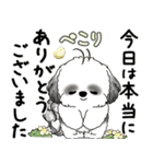 B＆Wシーズー犬 2025 「丁寧語・気遣い」（個別スタンプ：20）