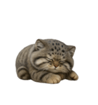 ファット・パラスの猫 （NT） v.1（個別スタンプ：16）