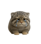 ファット・パラスの猫 （NT） v.1（個別スタンプ：38）