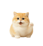 太ったオレンジと白の猫 （NT）（個別スタンプ：5）