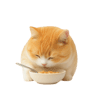 太ったオレンジと白の猫 （NT）（個別スタンプ：8）
