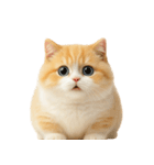 太ったオレンジと白の猫 （NT）（個別スタンプ：9）