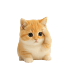 太ったオレンジと白の猫 （NT）（個別スタンプ：11）