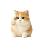 太ったオレンジと白の猫 （NT）（個別スタンプ：16）