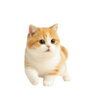太ったオレンジと白の猫 （NT）（個別スタンプ：22）