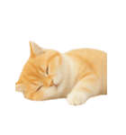 太ったオレンジと白の猫 （NT）（個別スタンプ：24）