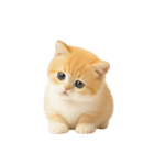 太ったオレンジと白の猫 （NT）（個別スタンプ：31）