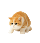 太ったオレンジと白の猫 （NT）（個別スタンプ：37）