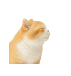 太ったオレンジと白の猫 （NT）（個別スタンプ：38）