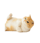 太ったオレンジと白の猫 （NT）（個別スタンプ：39）