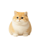 太ったオレンジと白の猫 （NT）（個別スタンプ：40）