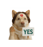 面白いハゲ犬 （NT）（個別スタンプ：3）