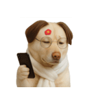 面白いハゲ犬 （NT）（個別スタンプ：8）