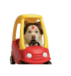 面白いハゲ犬 （NT）（個別スタンプ：20）