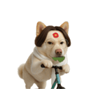 面白いハゲ犬 （NT）（個別スタンプ：22）