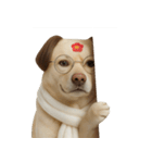 面白いハゲ犬 （NT）（個別スタンプ：31）