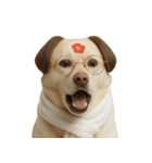 面白いハゲ犬 （NT）（個別スタンプ：34）