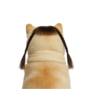 かわいいおさげ髪の犬 （NT）（個別スタンプ：1）