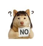 かわいいおさげ髪の犬 （NT）（個別スタンプ：6）