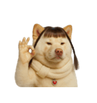 かわいいおさげ髪の犬 （NT）（個別スタンプ：10）