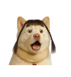 かわいいおさげ髪の犬 （NT）（個別スタンプ：19）