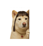 かわいいおさげ髪の犬 （NT）（個別スタンプ：22）