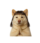 かわいいおさげ髪の犬 （NT）（個別スタンプ：23）
