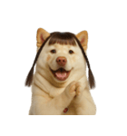 かわいいおさげ髪の犬 （NT）（個別スタンプ：30）