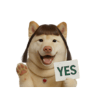 かわいいおさげ髪の犬 （NT）（個別スタンプ：35）