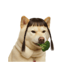 かわいいおさげ髪の犬 （NT）（個別スタンプ：40）