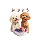 トイプードルとヘルシー生活♪（個別スタンプ：1）
