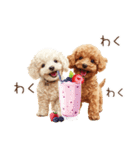 トイプードルとヘルシー生活♪（個別スタンプ：26）