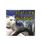 ⚫[動く！！]猫ミームで会話⭐24匹セット！（個別スタンプ：2）