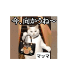 ⚫[動く！！]猫ミームで会話⭐24匹セット！（個別スタンプ：4）