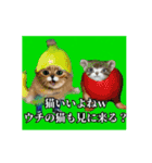 ⚫[動く！！]猫ミームで会話⭐24匹セット！（個別スタンプ：5）